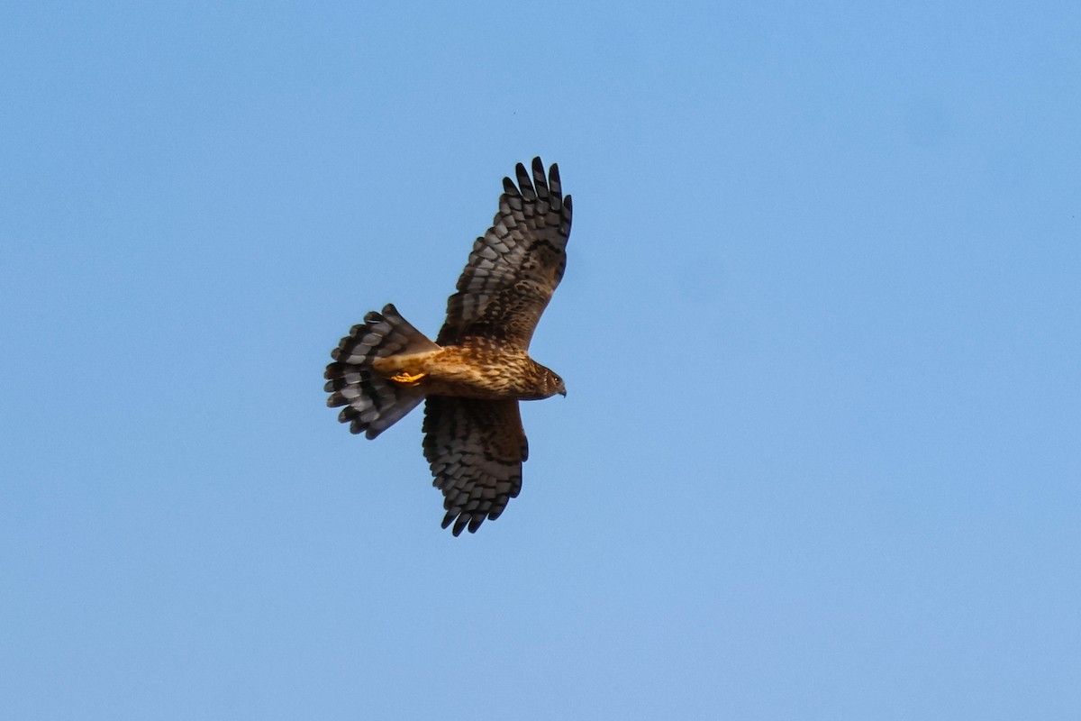 Busard des marais - ML646723706