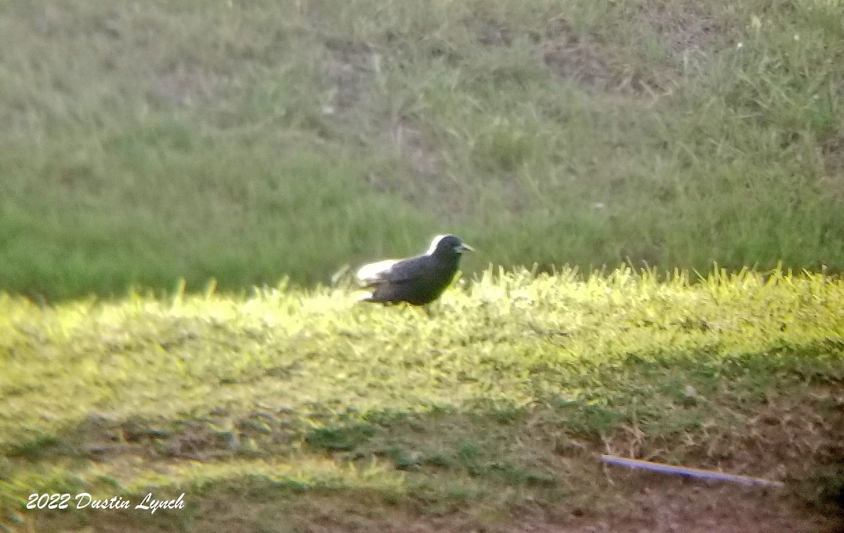 Étourneau sansonnet - ML646723708