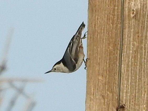 Каролинский поползень - ML646723709