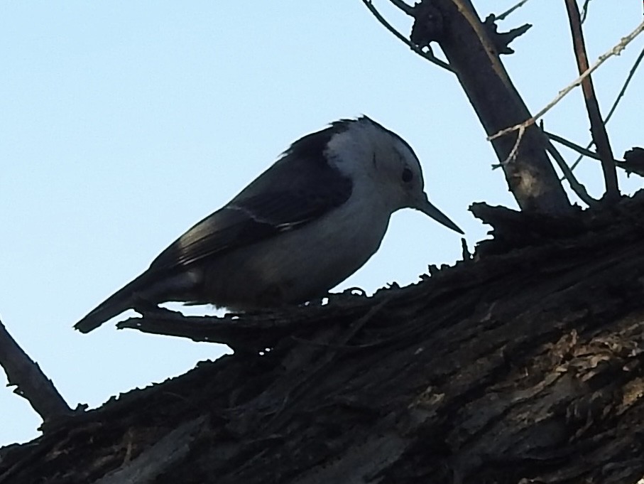 Каролинский поползень - ML646723710