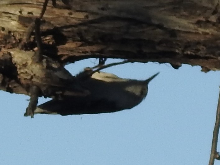 Каролинский поползень - ML646723711