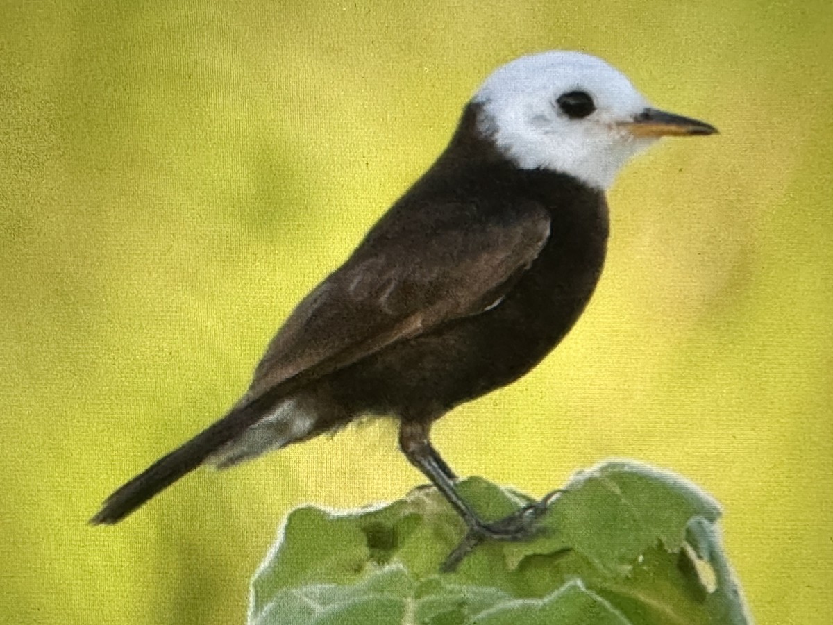 Moucherolle à tête blanche - ML646723714