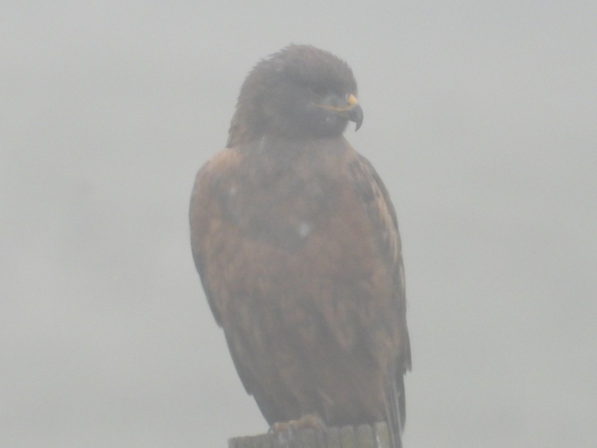 Königsbussard - ML646723719