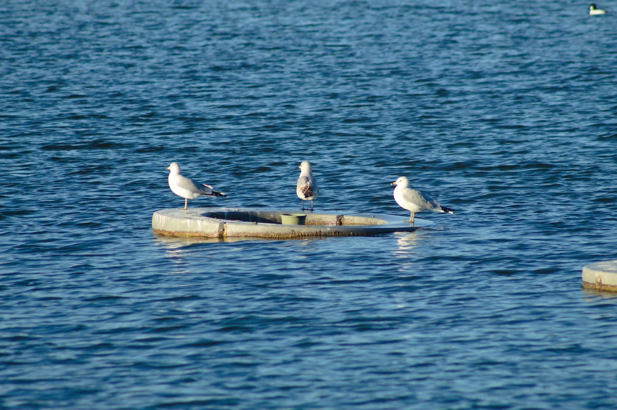 Ring-billed Gull - ML646723720