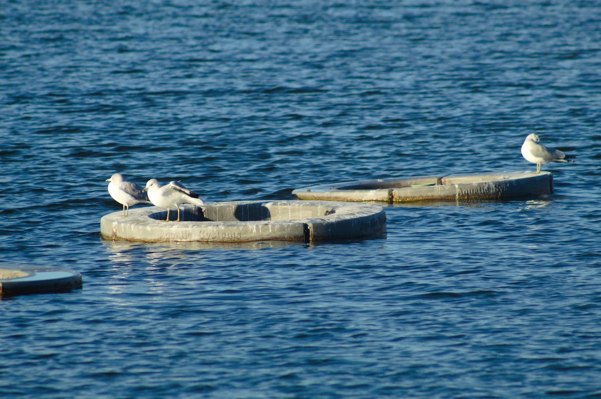 Ring-billed Gull - ML646723722