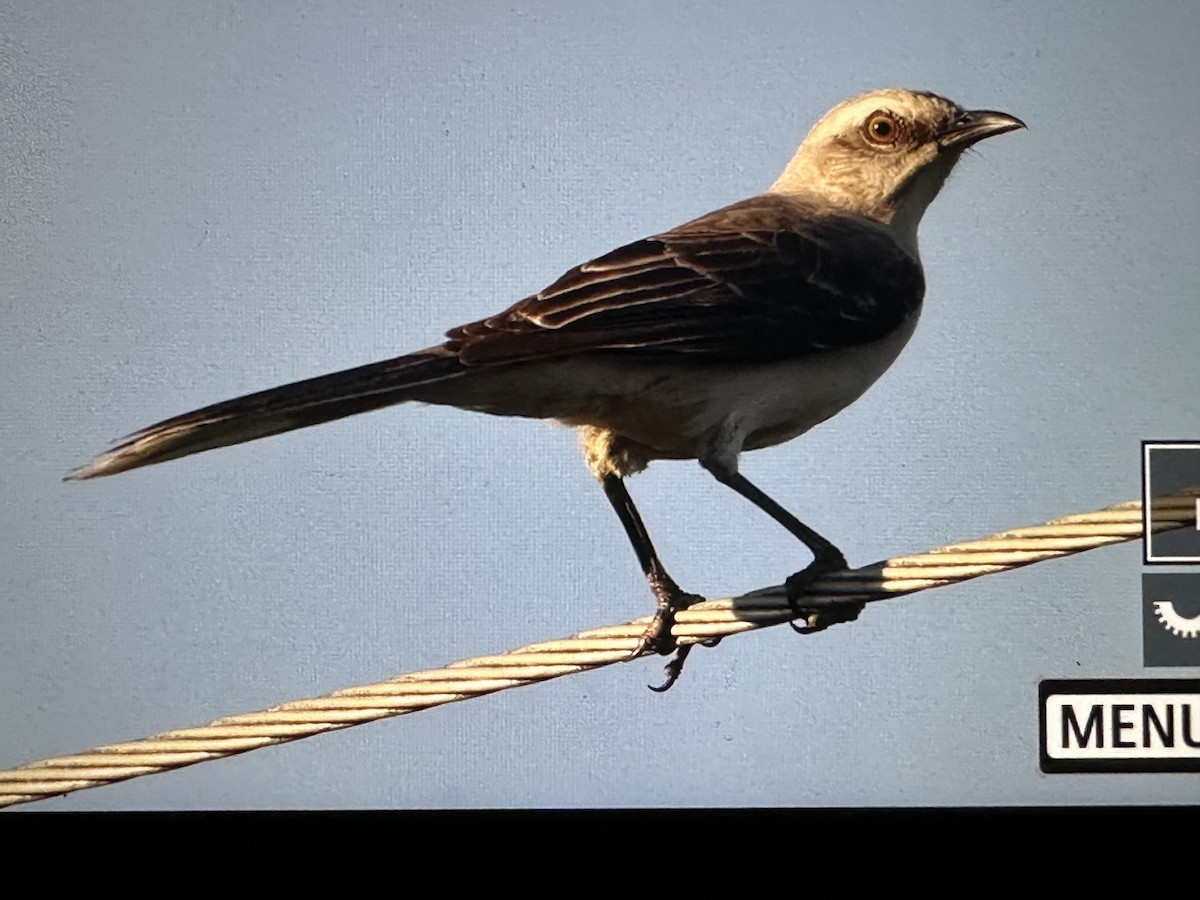 Tropikal Taklitçi - ML646723725