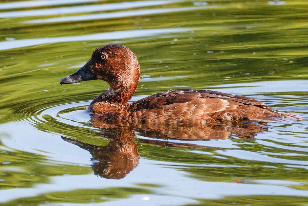 Hardhead - ML646723727