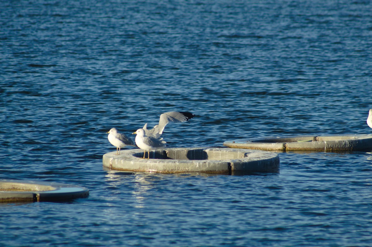 Ring-billed Gull - ML646723730