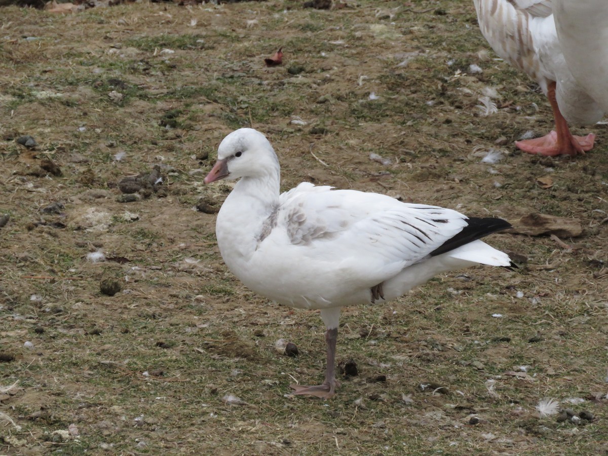Ross's Goose - ML646723731