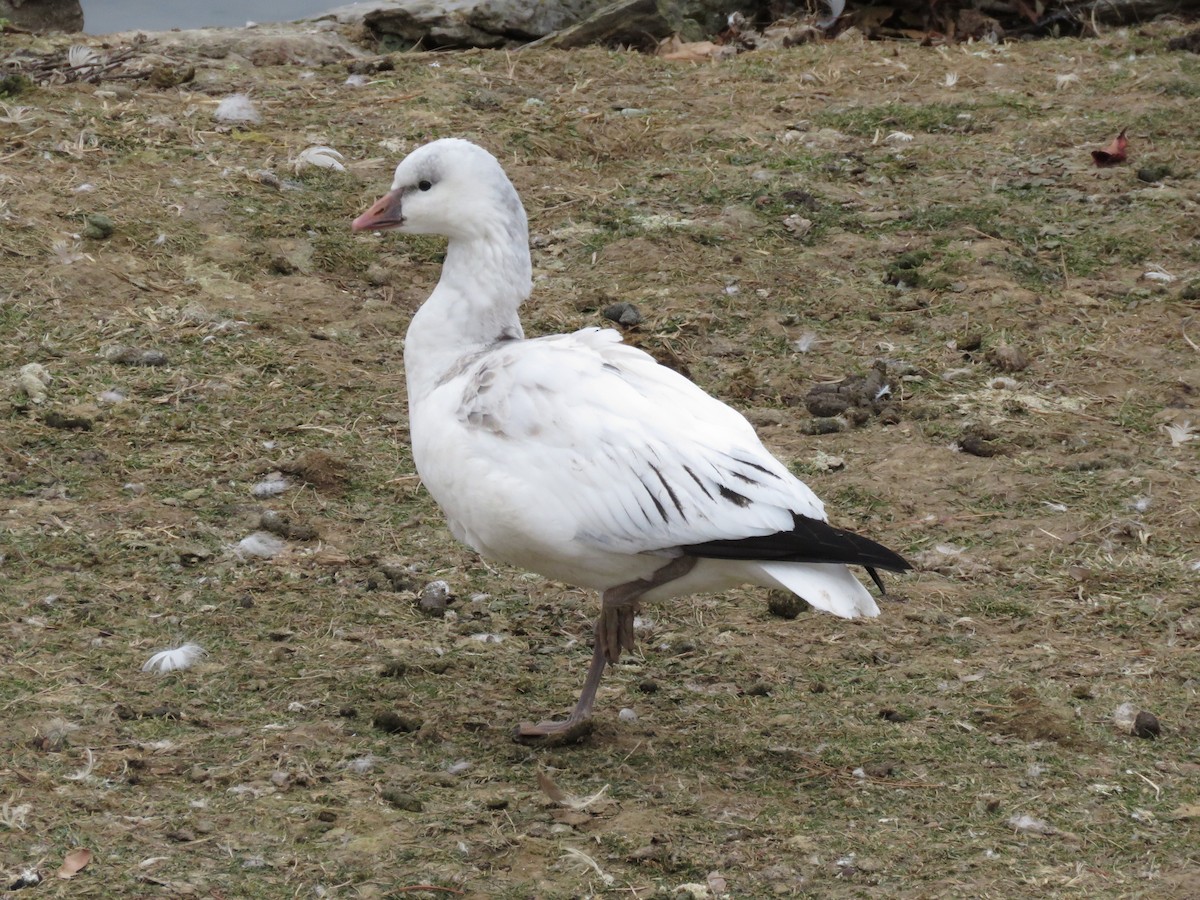 Ross's Goose - ML646723732