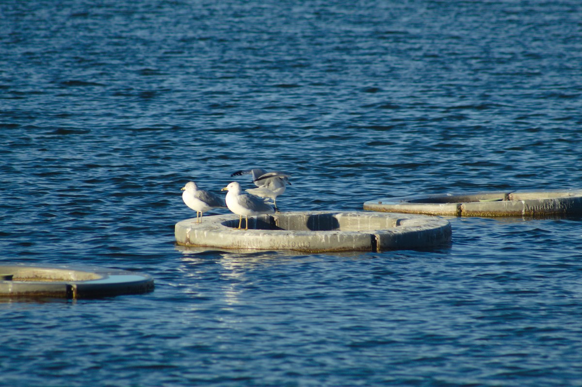 Ring-billed Gull - ML646723733
