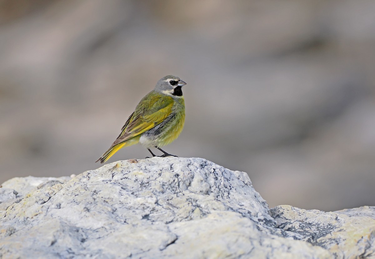 White-bridled Finch (Falkland) - ML646723736