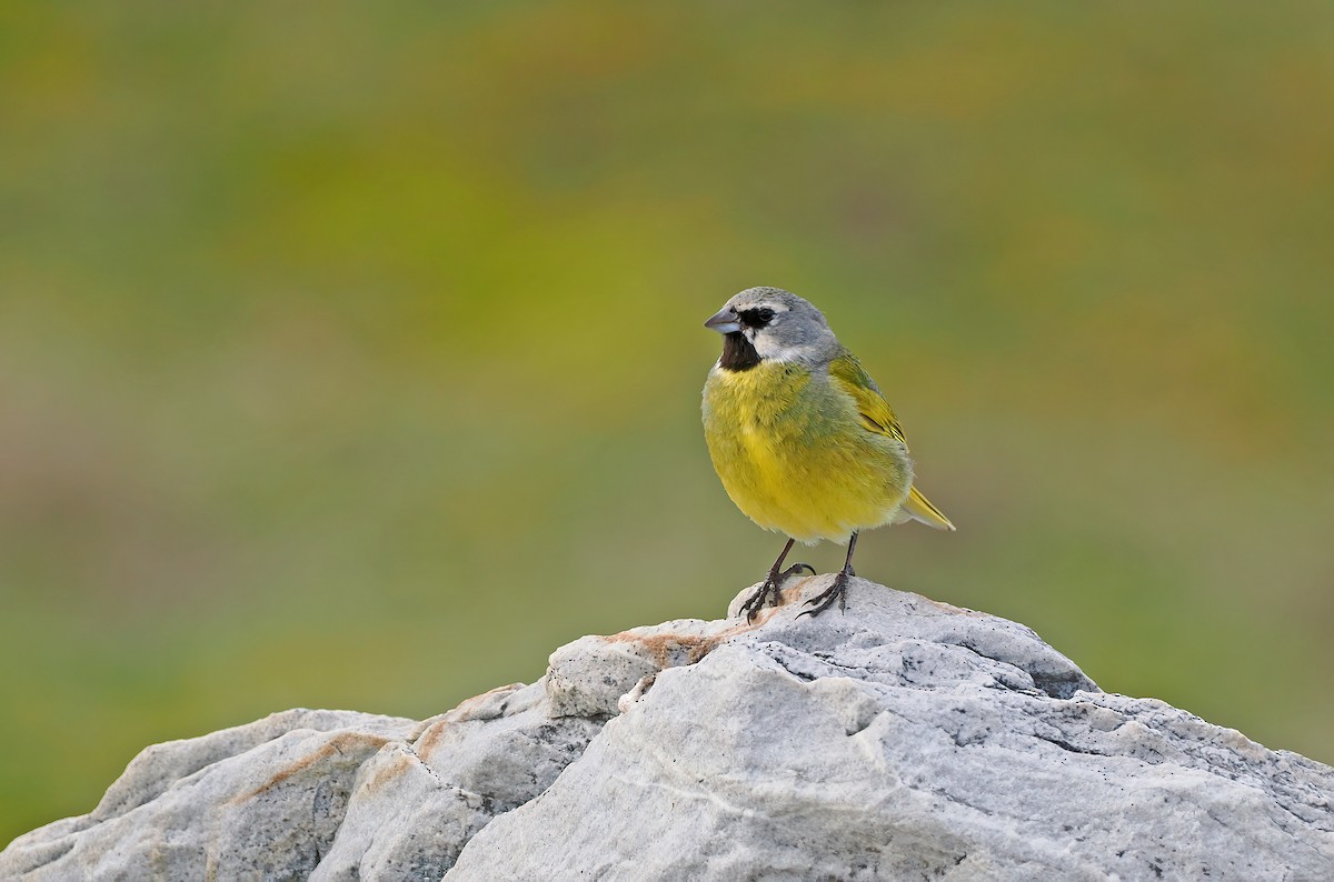 White-bridled Finch (Falkland) - ML646723737