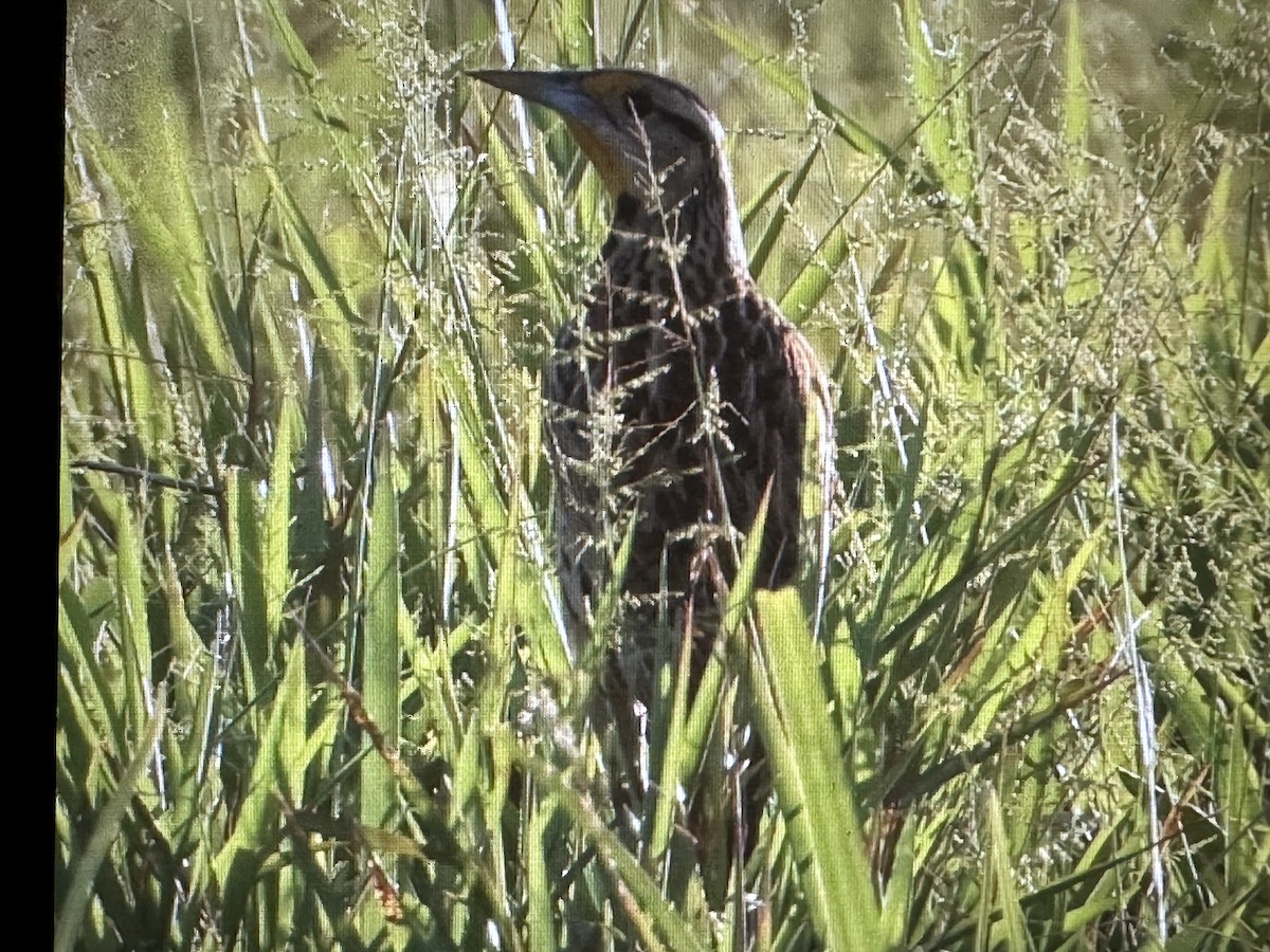 Doğulu Tarlasığırcığı - ML646723738