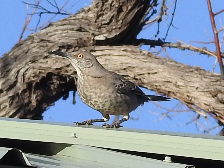 Кривоклювый пересмешник - ML646723739