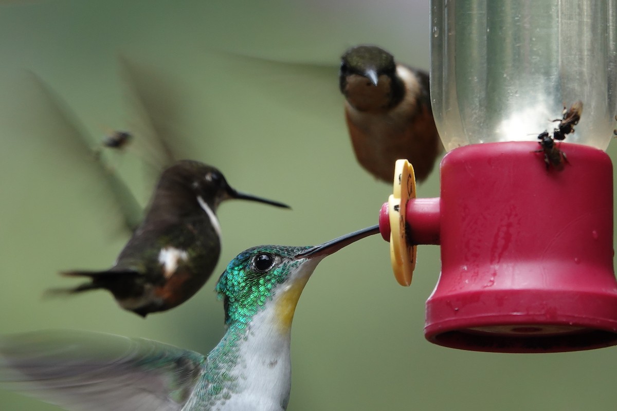 Andean Emerald - ML646723740