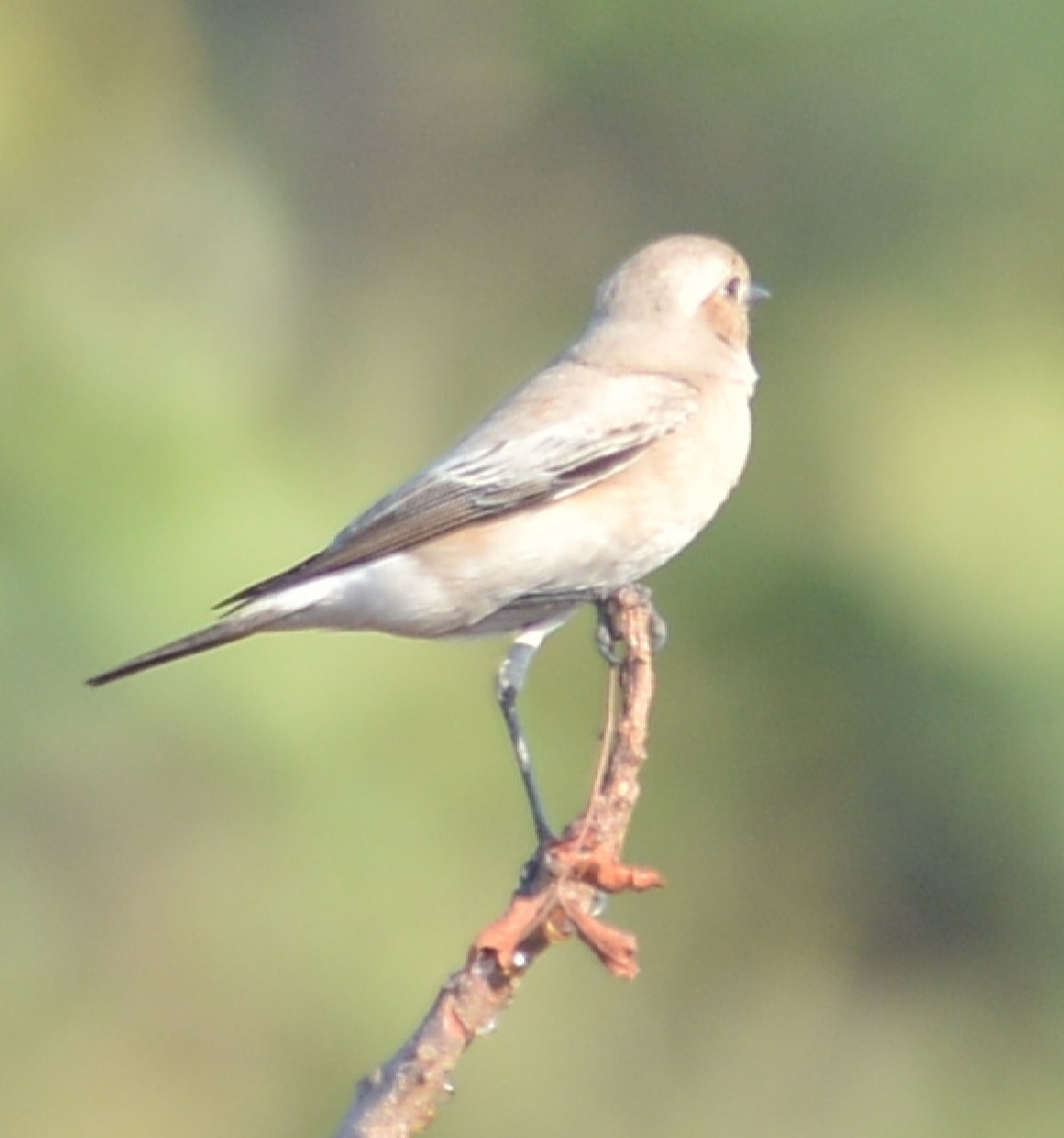 Desert Wheatear - ML646723748