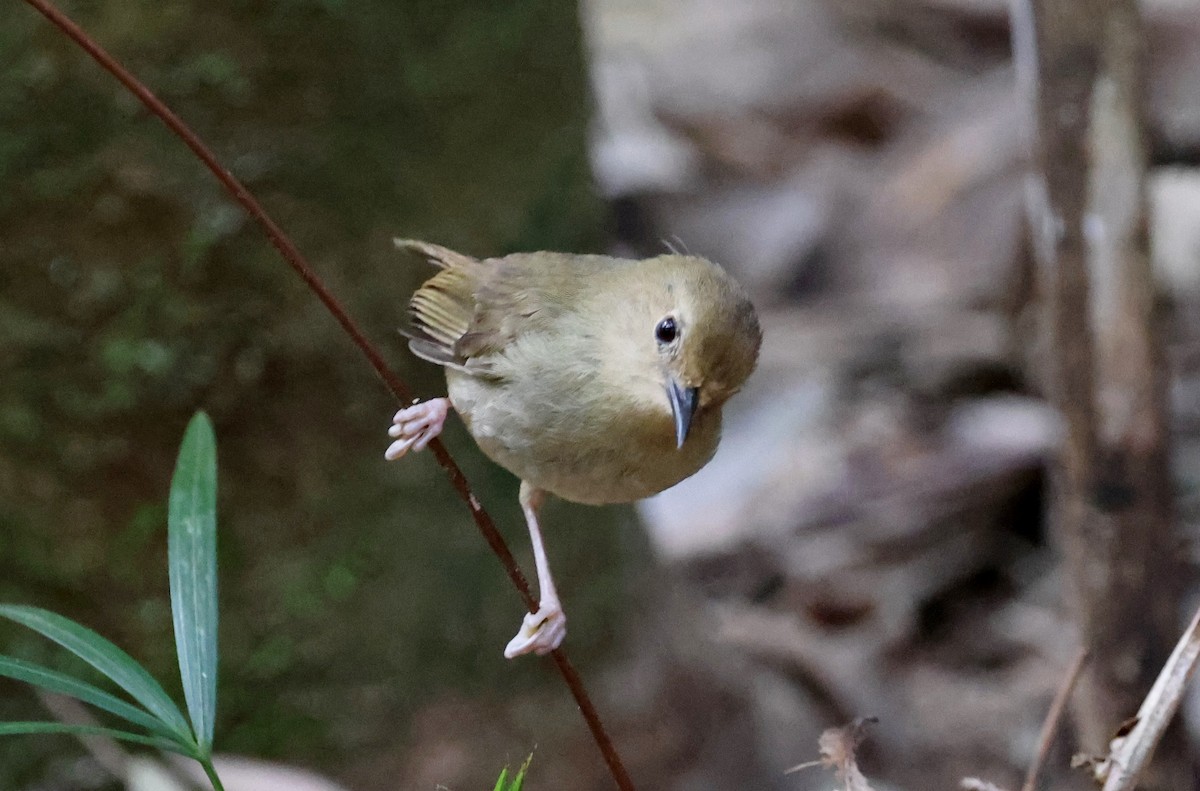 scrubwren sp. - ML646723749