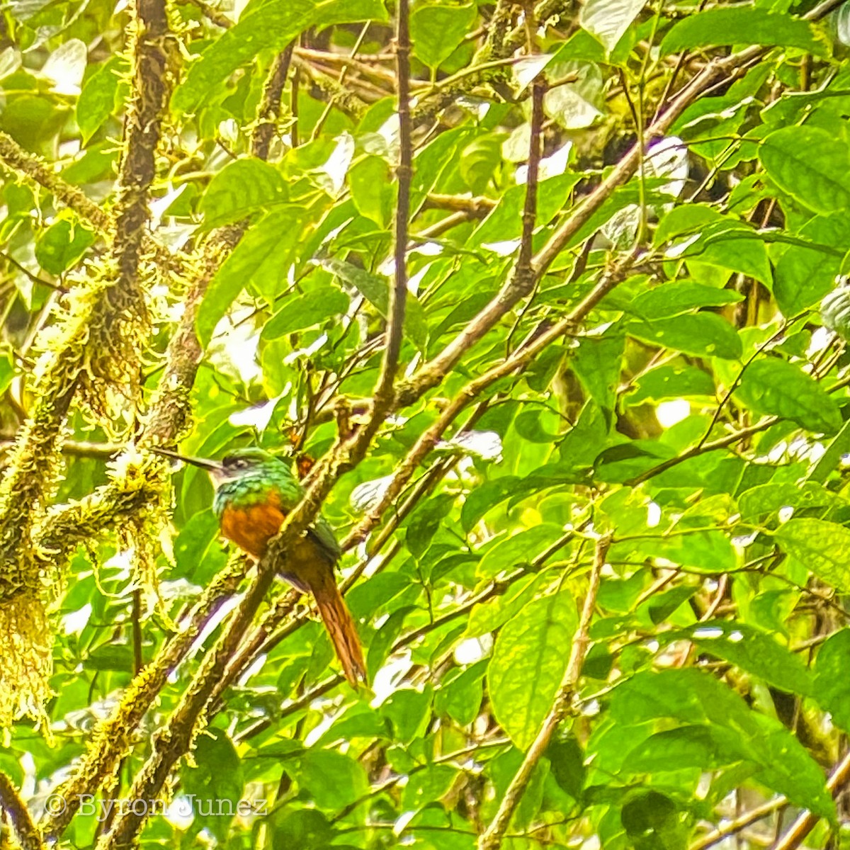 Rufous-tailed Jacamar - ML646723752