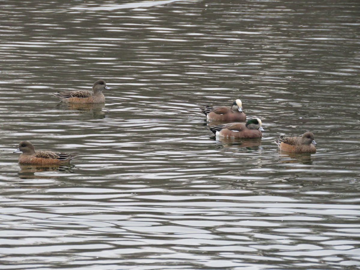 American Wigeon - ML646723757