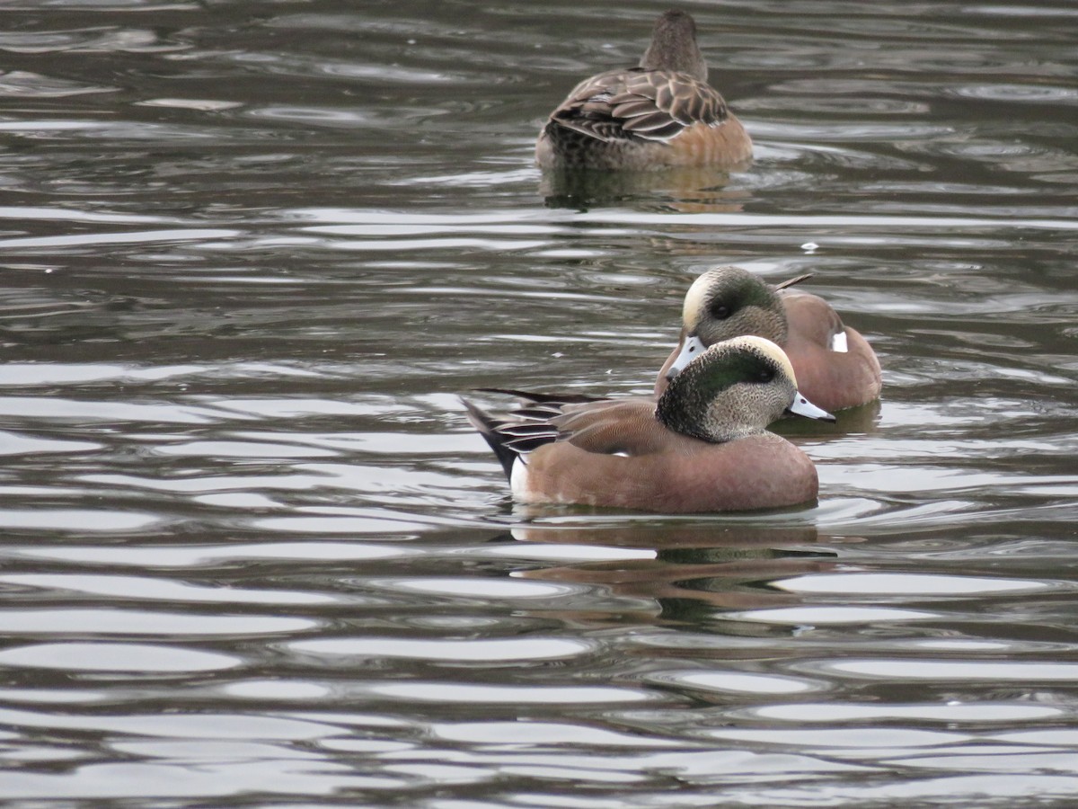 American Wigeon - ML646723758