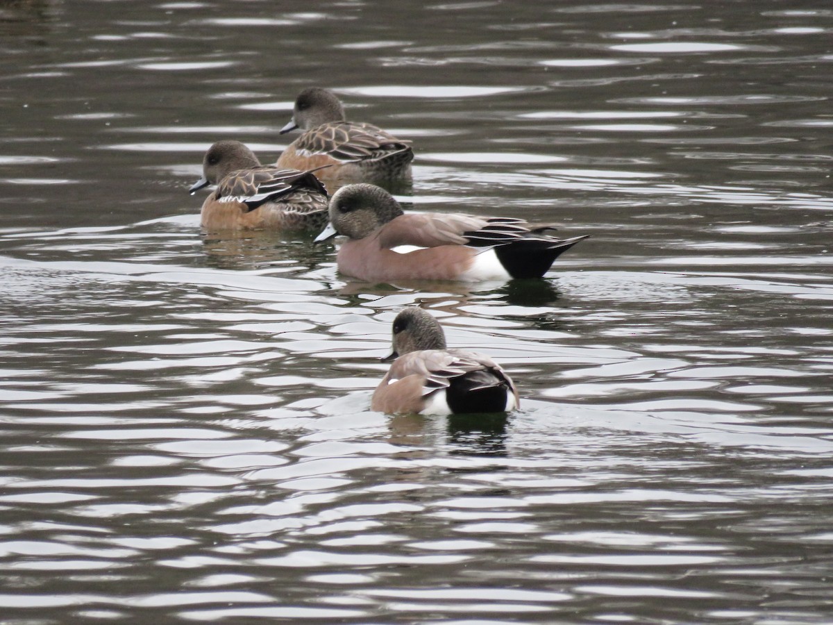 American Wigeon - ML646723759
