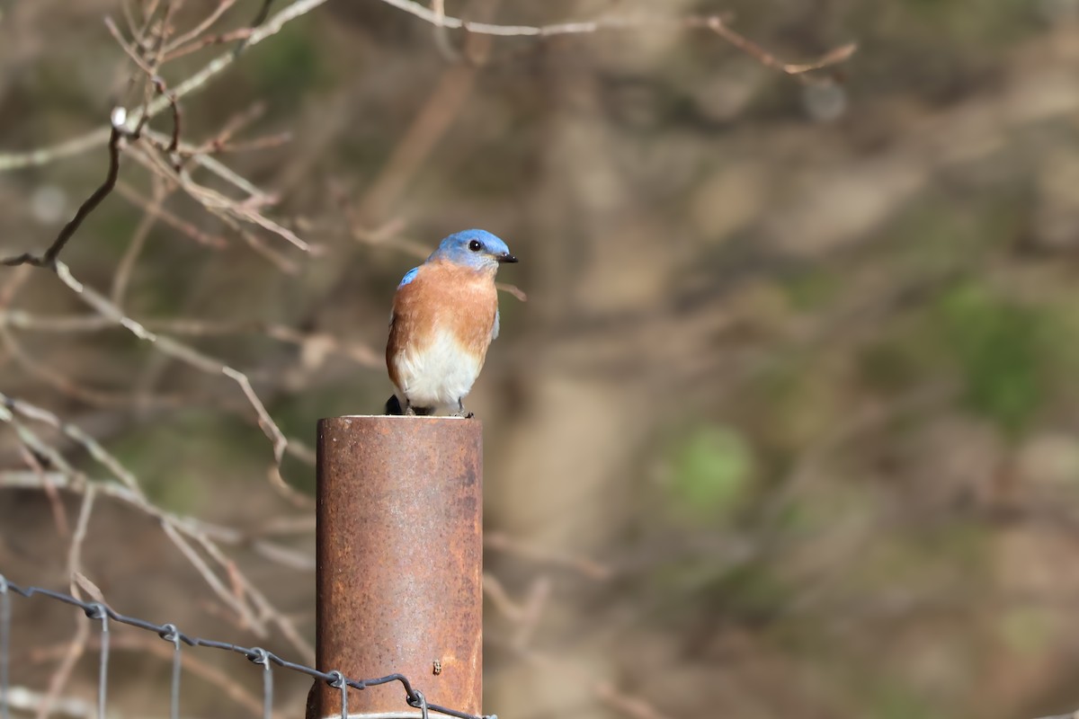Eastern Bluebird - ML646723762