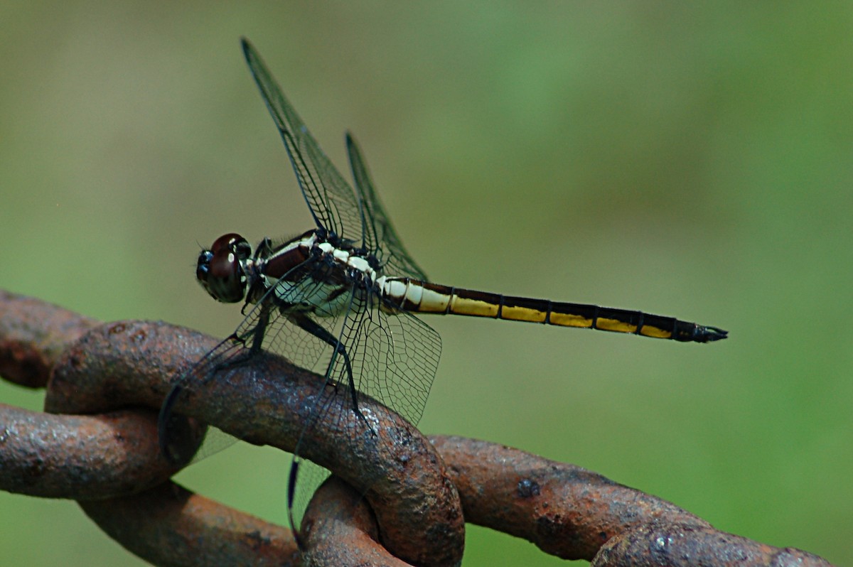 Slaty Skimmer - ML646723763