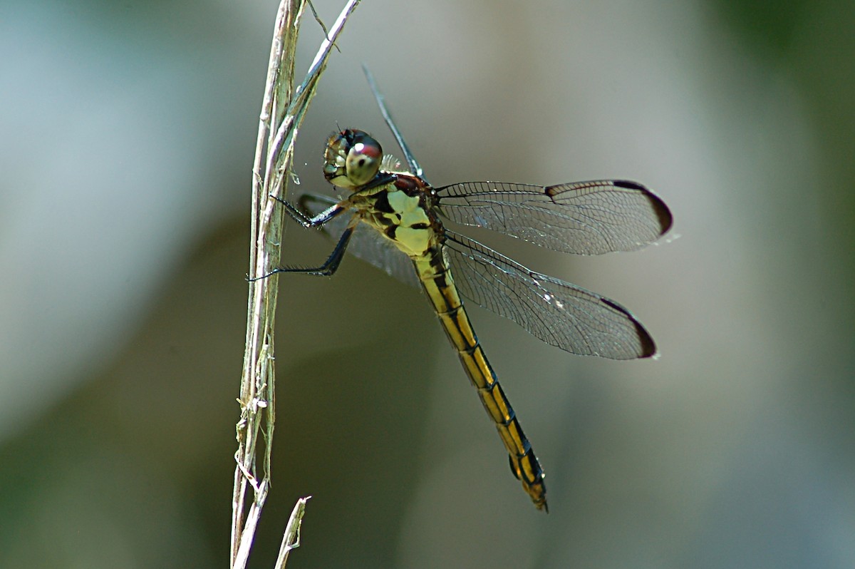 Slaty Skimmer - ML646723764