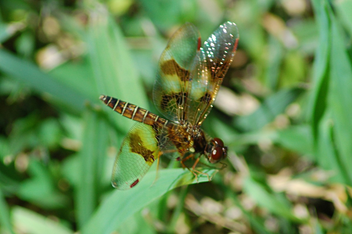 Eastern Amberwing - ML646723765