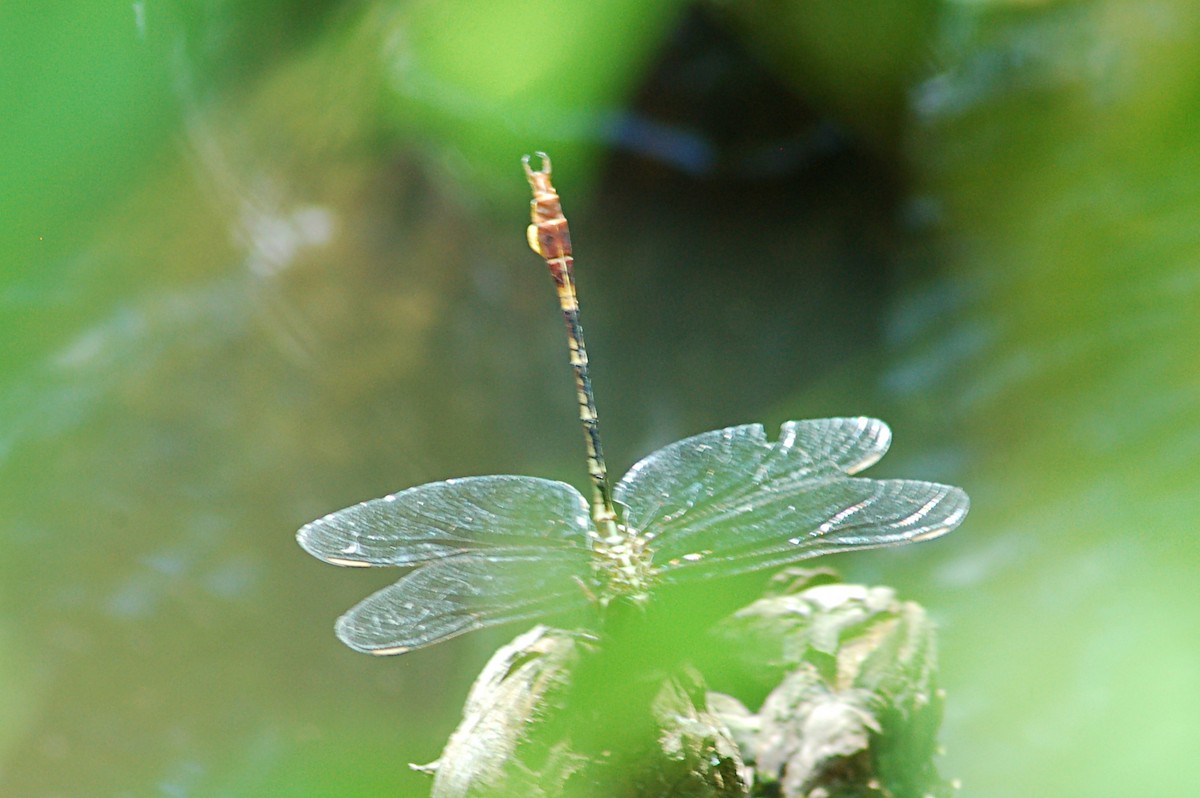 Two-striped Forceptail - ML646723766