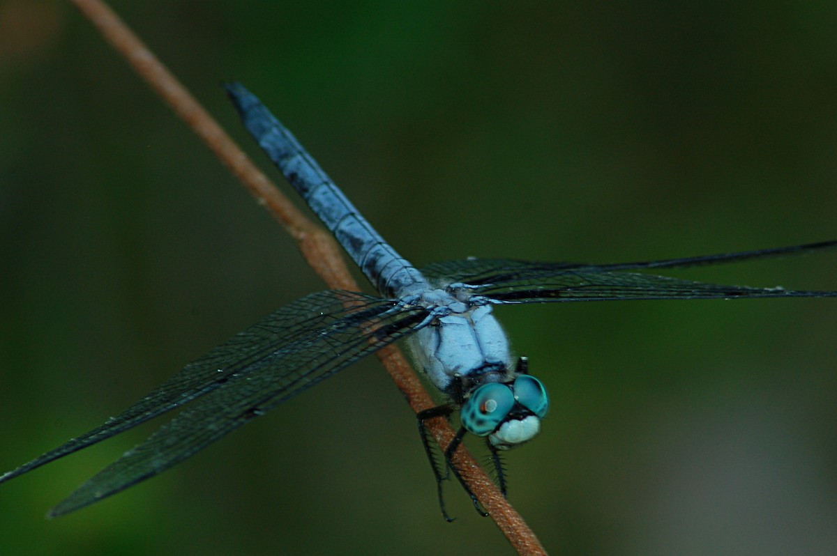 Great Blue Skimmer - ML646723767