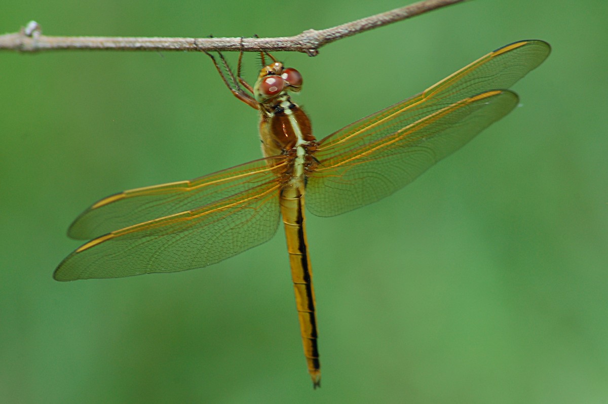 Needham's Skimmer - ML646723768