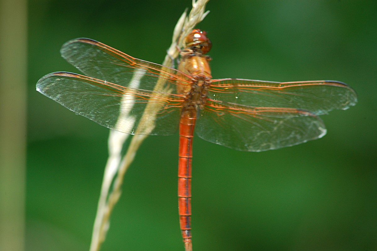 Needham's Skimmer - ML646723769