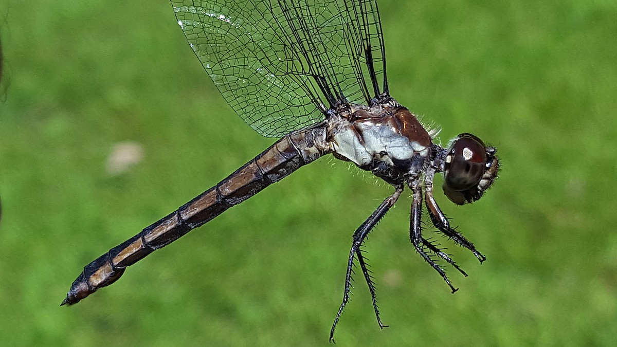 Slaty Skimmer - ML646723770