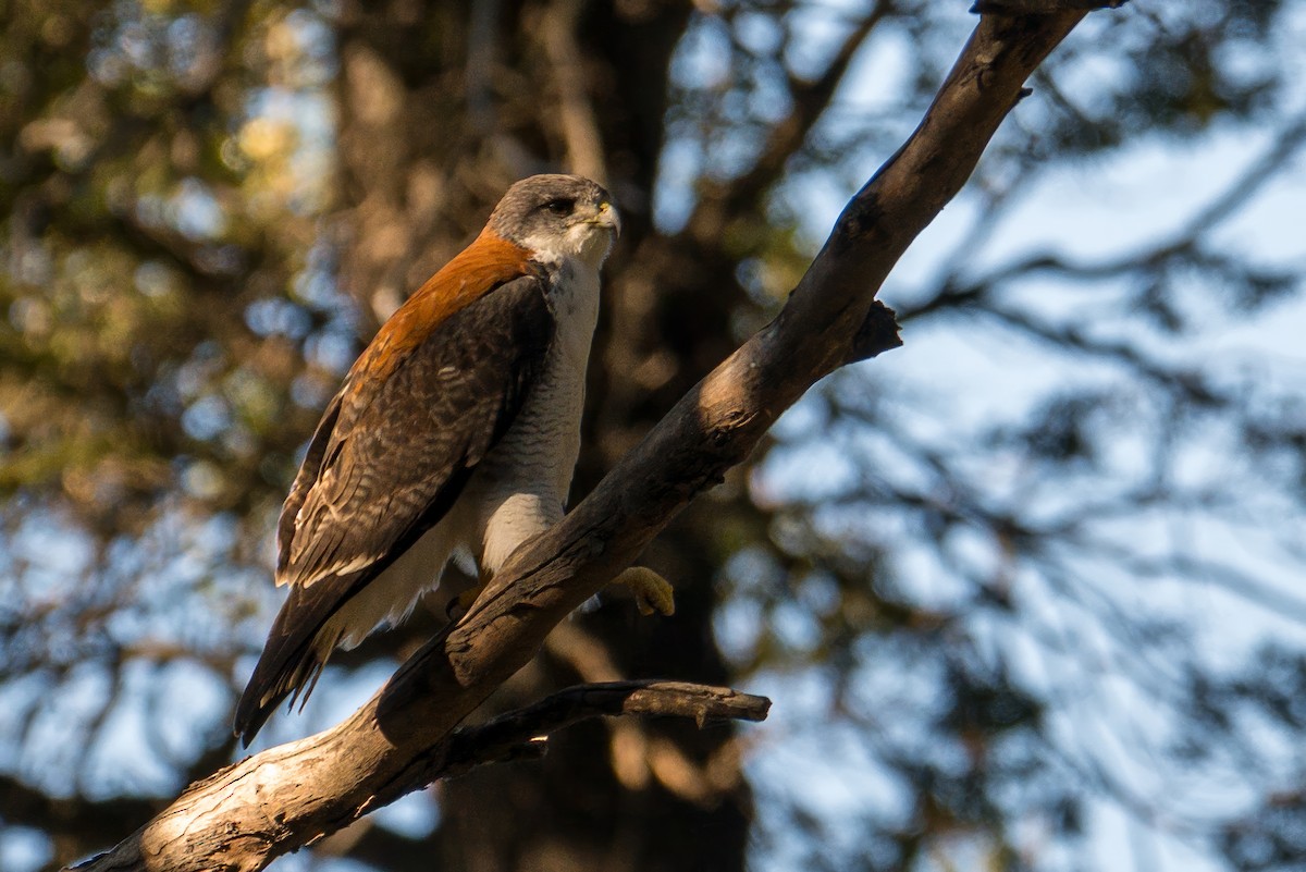 Kızıl Sırtlı Şahin (kızıl sırtlı) - ML646723771