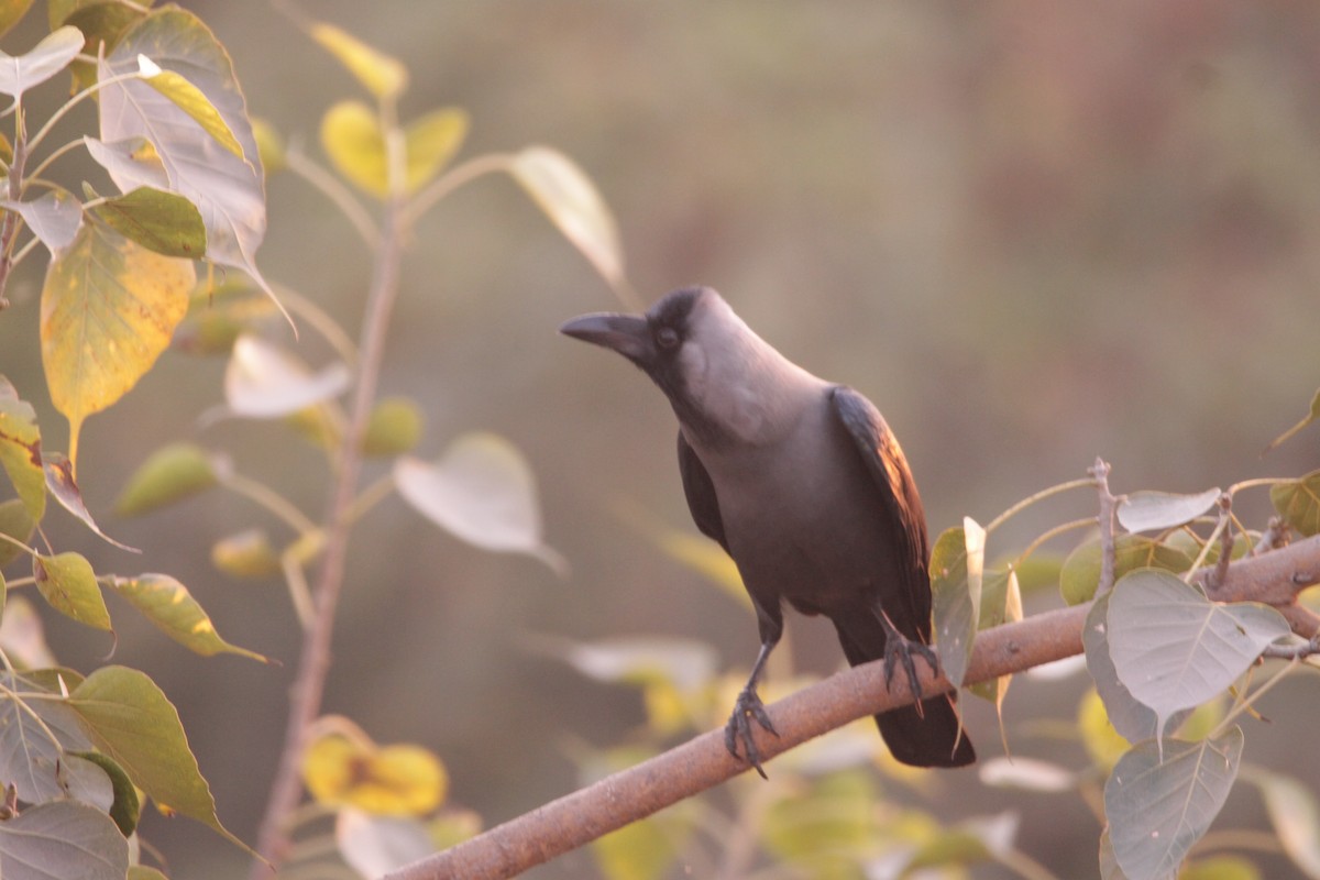 huskråke - ML646723774