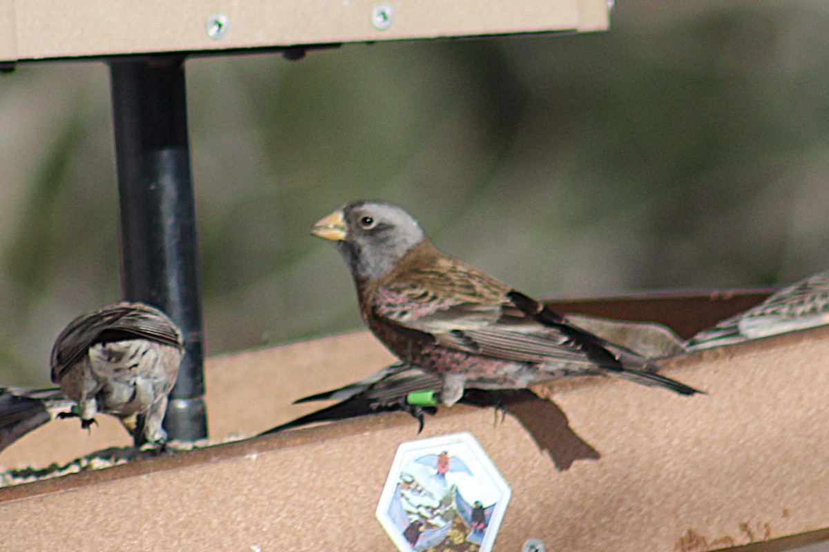 Gray-crowned Rosy-Finch (Hepburn's) - ML646723778