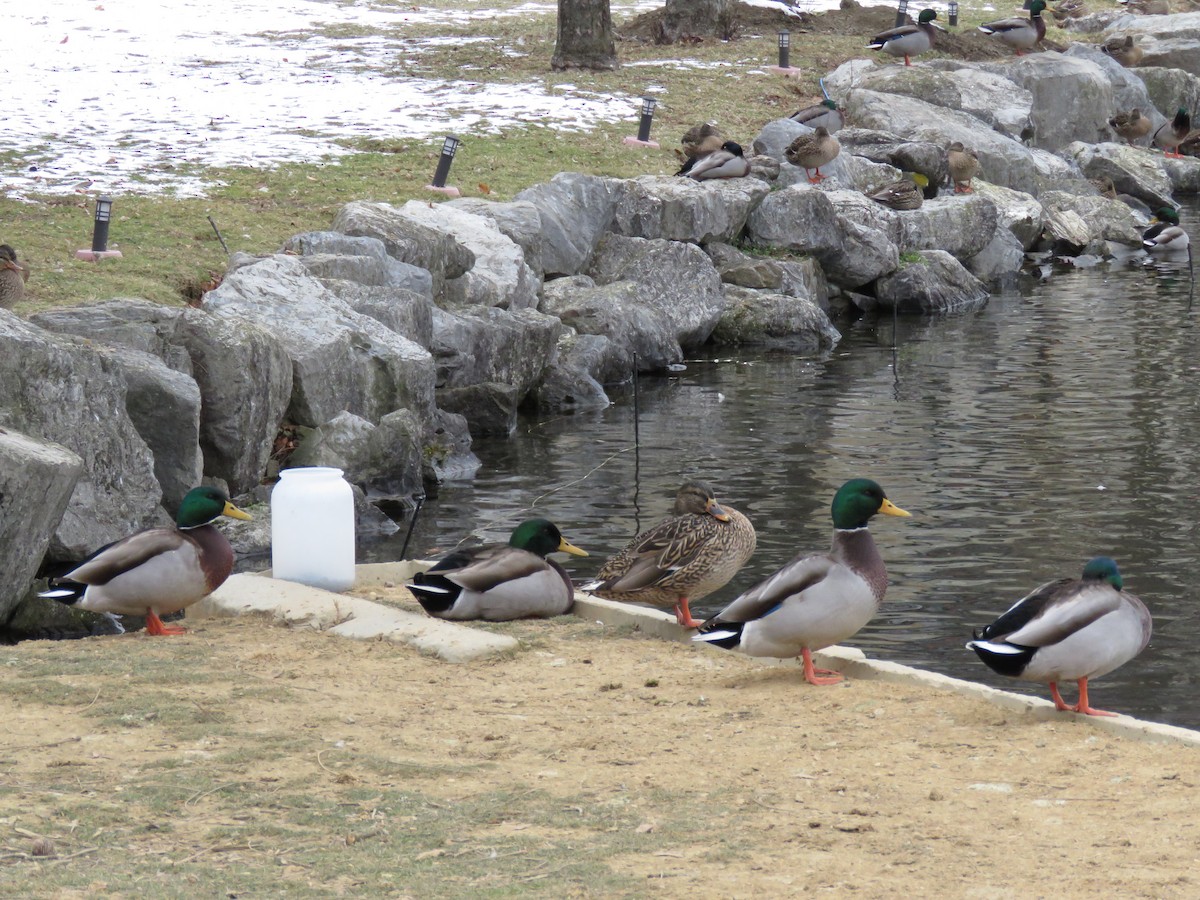 Mallard - ML646723779