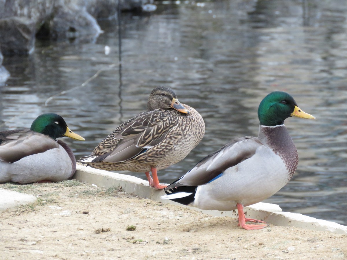 Mallard - ML646723780