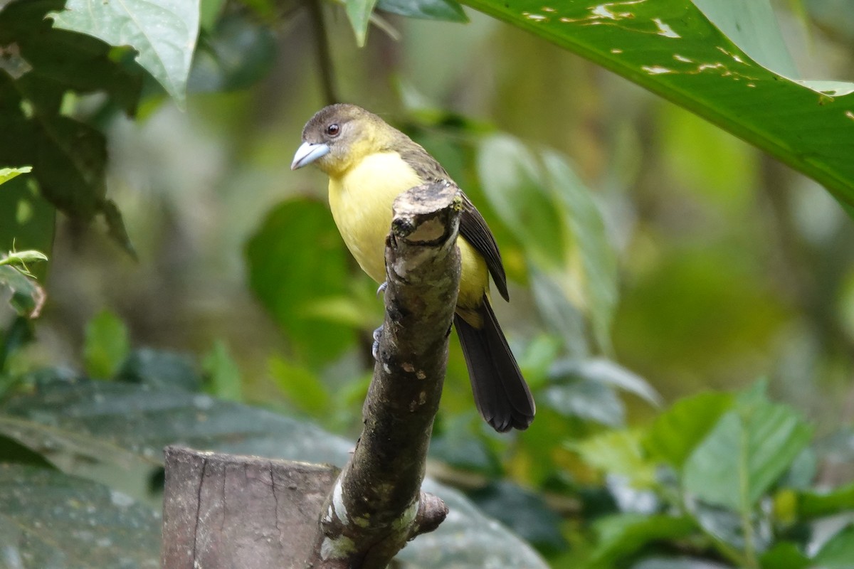 Flame-rumped Tanager - ML646723781
