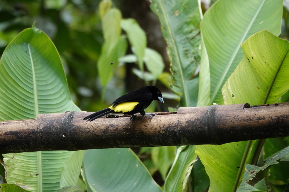 Flame-rumped Tanager - ML646723782