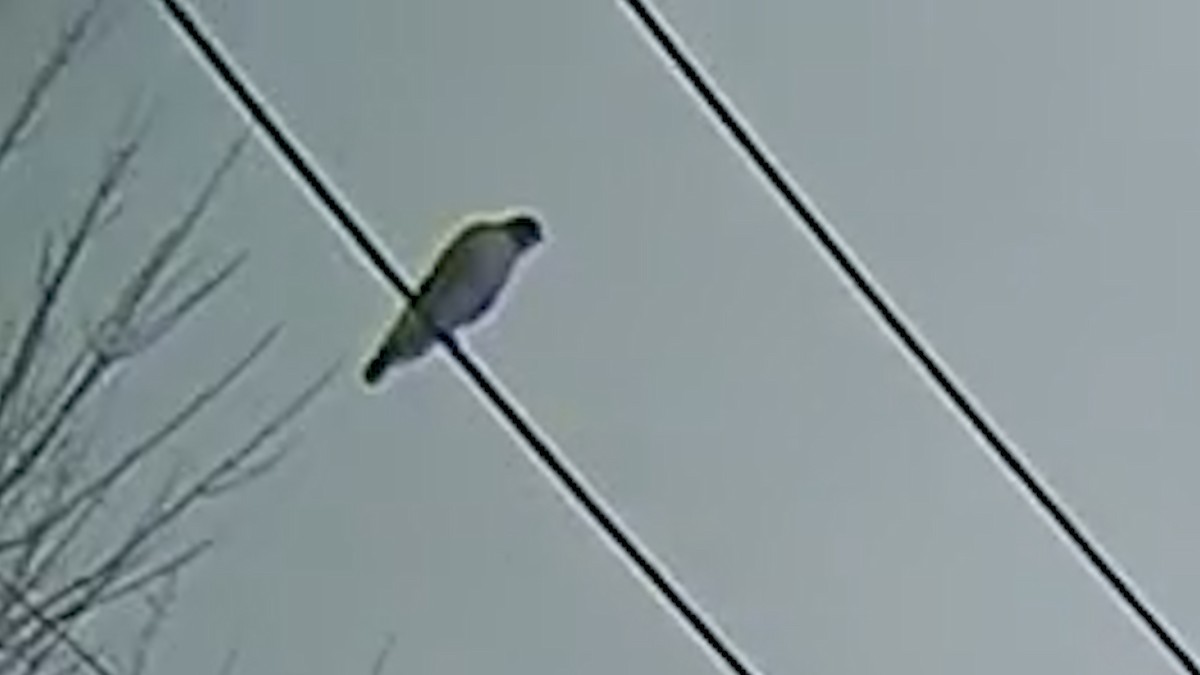 Красноплечий канюк - ML646723783