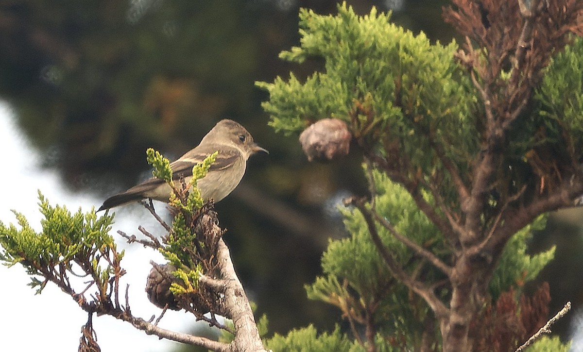 Western Wood-Pewee - ML646723784