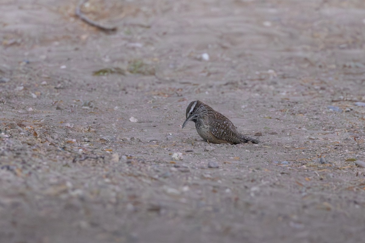Cactus Wren - ML646723785