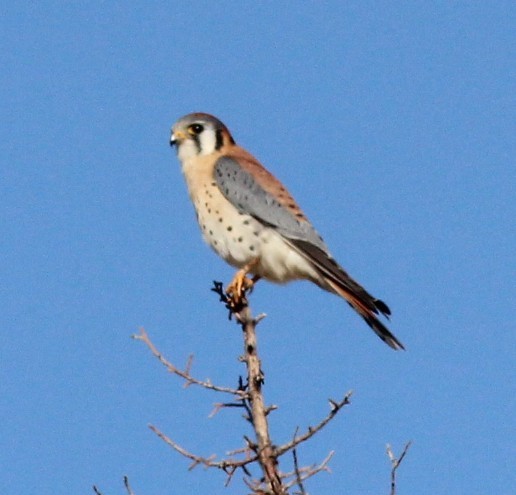 American Kestrel - ML646723789