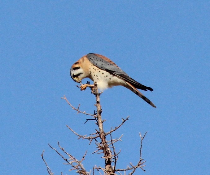 American Kestrel - ML646723791