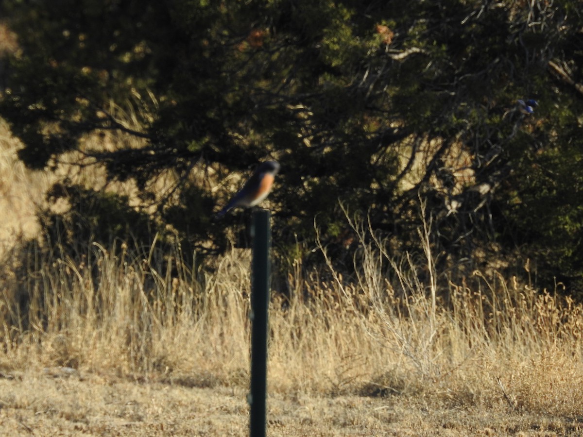 Западная сиалия - ML646723792