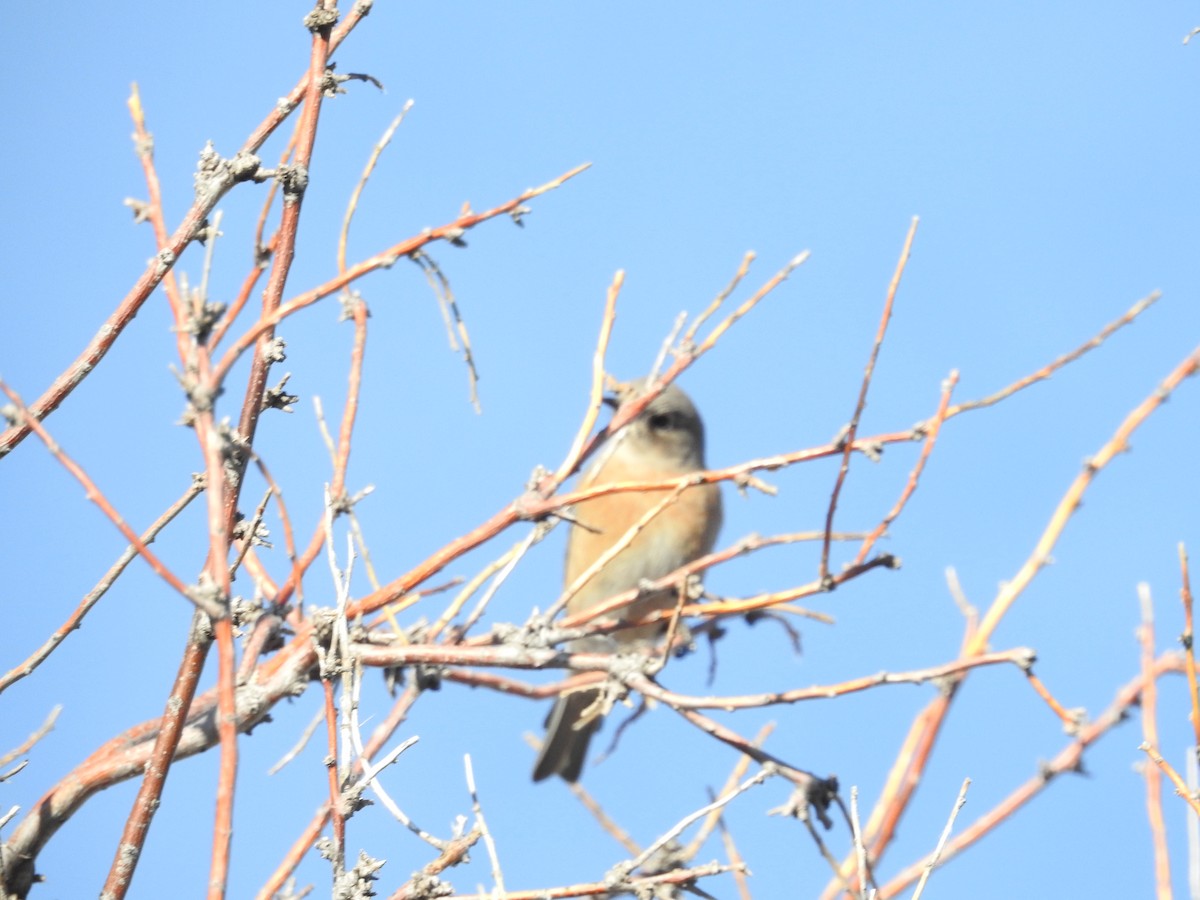 Западная сиалия - ML646723793