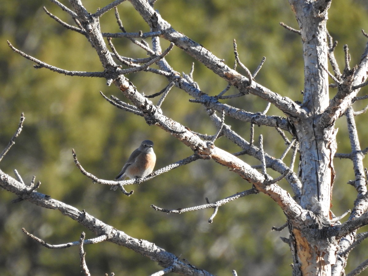Западная сиалия - ML646723794